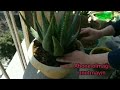 ALOE VERA DİBÇEK DEYİŞMEK, ÇOXALTMAQ, SAKSI DEĞİŞİMİ, ÇOĞALTMA