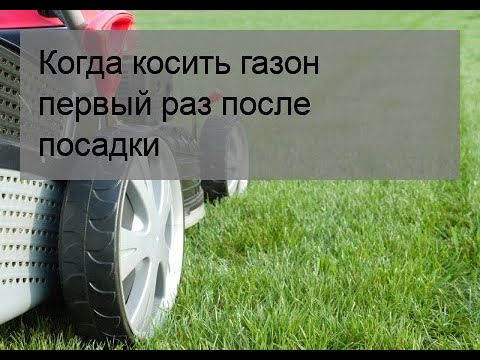 Видео: Когда косить траву после газона?