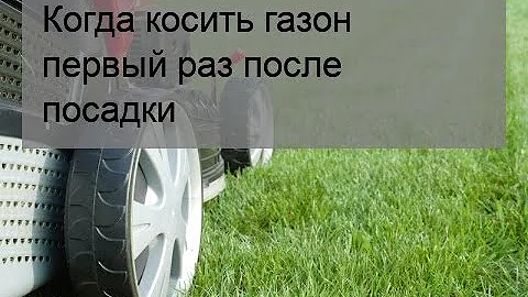 Когда косить газон первый раз после посадки