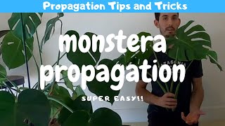 Monstera Propagation - Taming the Beast
