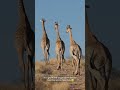 The surprising role of a giraffe's spots