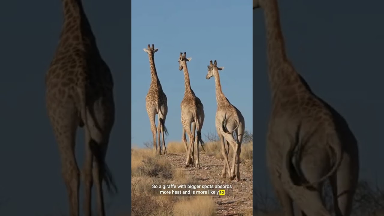 Science & Health Daily: Giraffe Spots, Droughts, and the Future of AI in Global Health