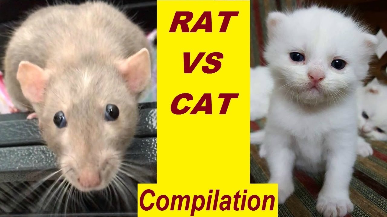 Cat vs. Rat compilation video 2017 Rats and Cat are the sweetest and cutest animal in the