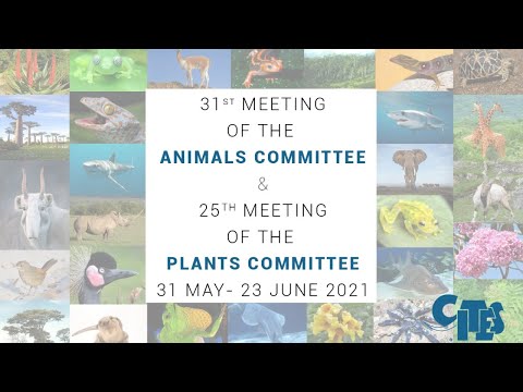 31st Meeting of the CITES Animals Committee: Session 1 (May 31)