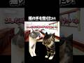 【猫ミーム】猫の手も借りたい