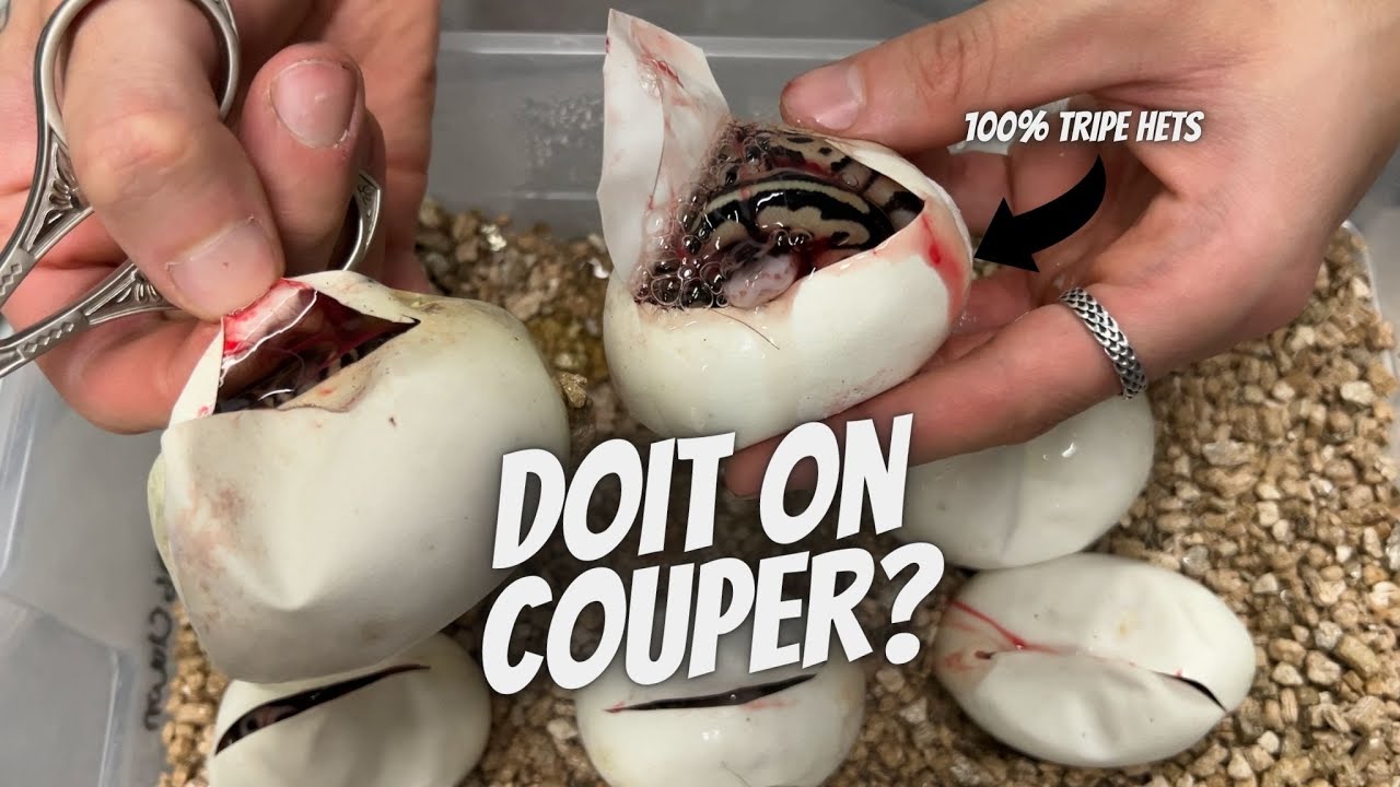 Comment Couper des Oeufs de Serpents Correctement