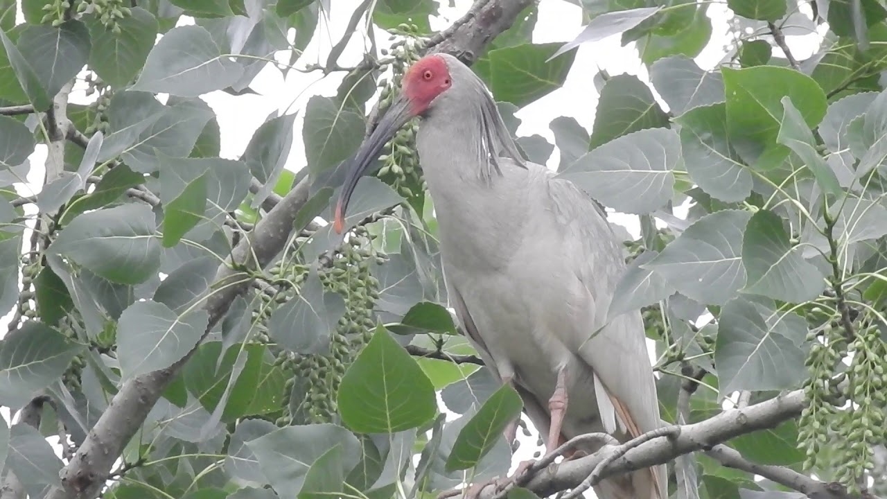 朱鹮又稱朱鷺 Crested Ibis (Nipponia nippon) Toki (トキ) 
