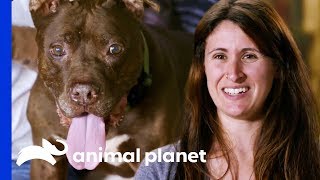 Three-Legged Dog Zak Just Wants a Recliner and Lap to Lay On | Pit Bulls & Parolees