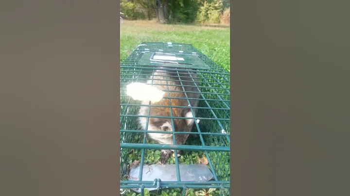Raccoon eats marshmallows too.