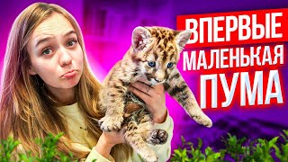 ВПЕРВЫЕ - ПРИЮТИЛА ЗЛУЮ ПУМУ 😲