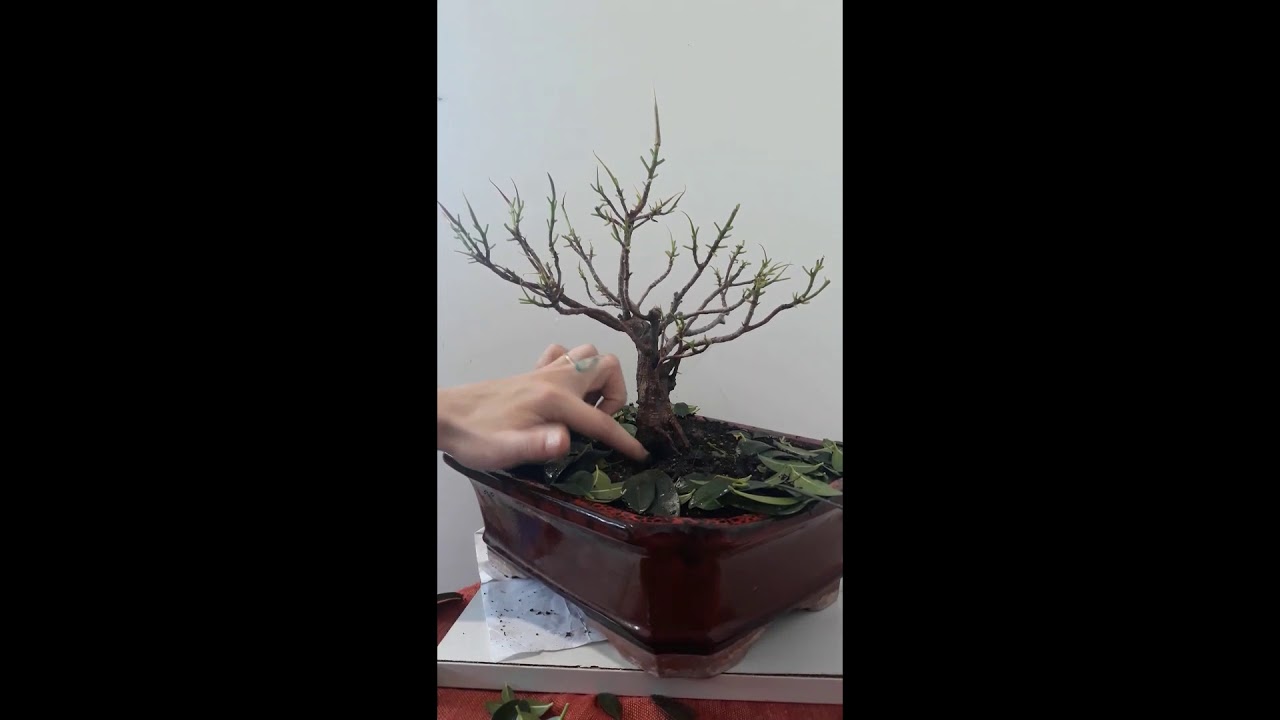 Ficus Bonsai Update Defoliate Prune Bonsai Trimming YouTube