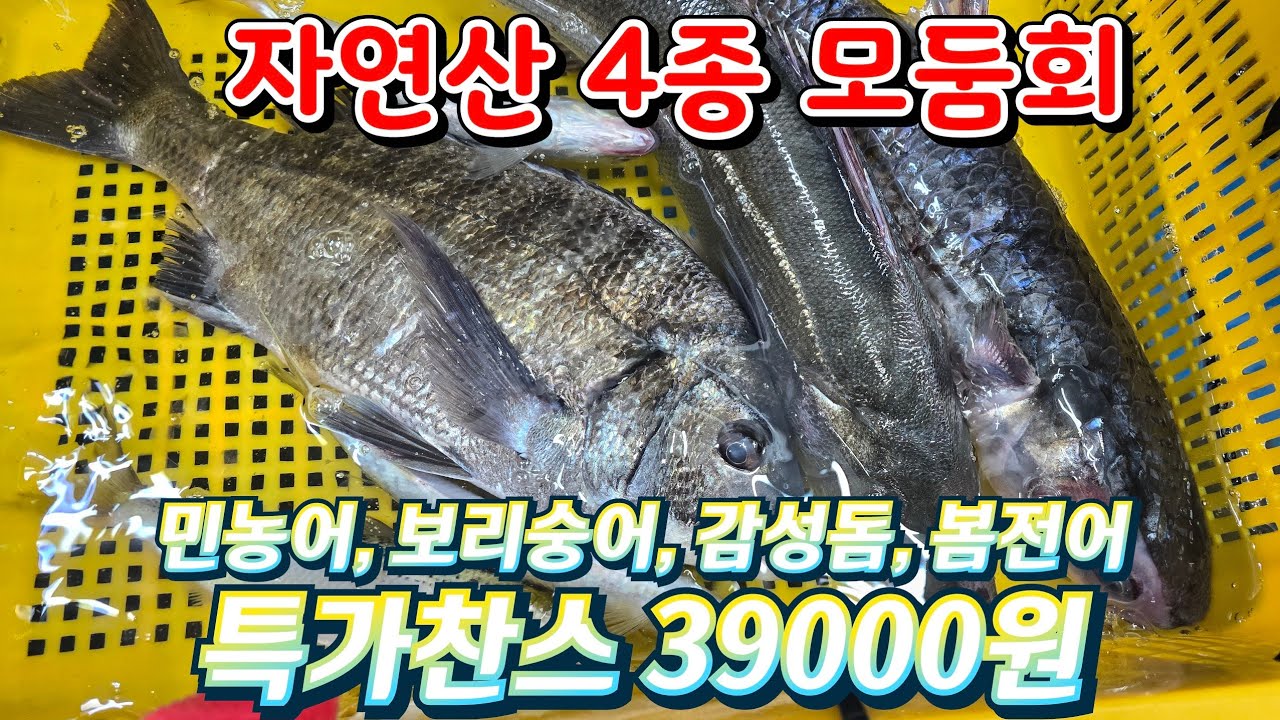 자연산 4종 모둠회. 민농어, 보리숭어, 감성돔, 봄전어 특가찬스. 1세트 39000원.