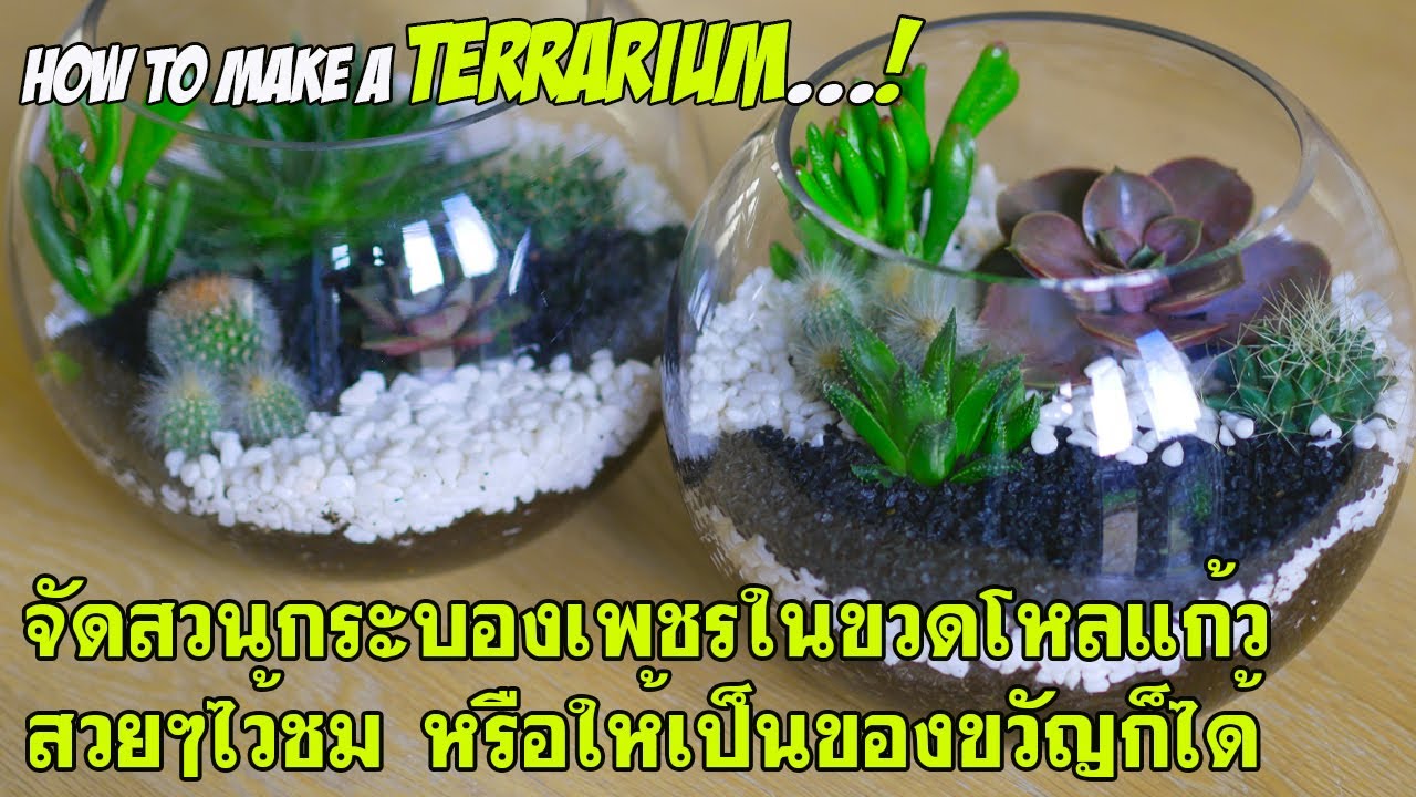 จัดสวนกระบองเพชรในขวดโหลแก้ว สวยๆไว้ชม หรือให้เป็นของขวัญก็ได้ - How to make a Terrarium