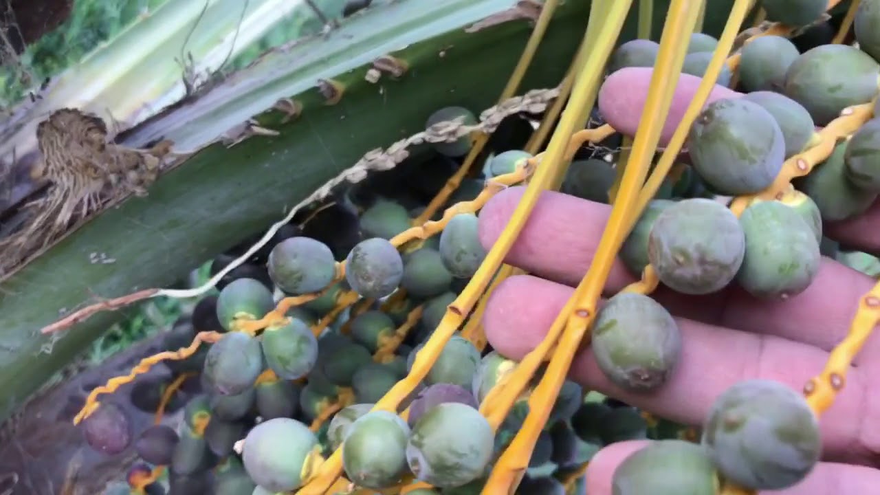 تأثير الأمراض التي تصيب الطلع مبكرا في النخيل على صلاحية الثمار-م منصور المحمدي - www.ajwafarmsa.com