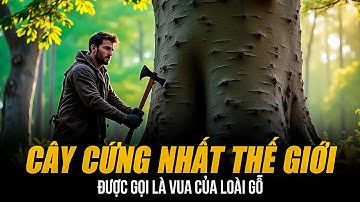 CÂY CỨNG NHẤT THẾ GIỚI ĐƯỢC GỌI LÀ VUA CỦA LOÀI GỖ | CỨNG GẤP ĐÔI THÉP -  ĐẠN BẮN CÒN KHÔNG THỦNG