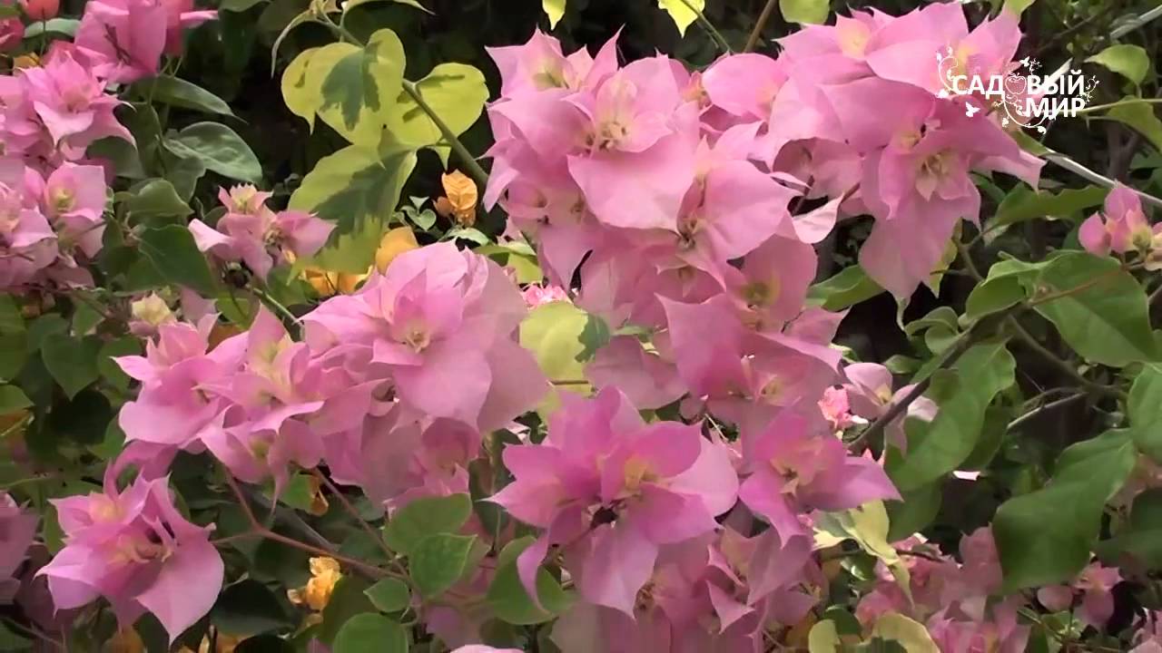 Цветок Бугенвиллия Фото Комнатная