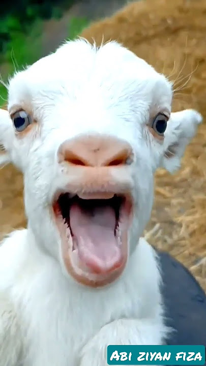 kambing 🐐 lucu makan api 🔥#vidioviral #shorts