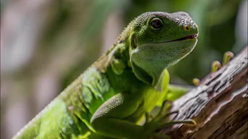 Qual o significado de um lagarto?