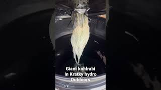 Giant kohlrabi grown in Kratky hydroponic outdoors.