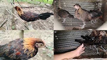 Mes nyuam​ noob​ qaib​ qus​ naab1​ loj​ lawm​ nawb​ 3/7/2025