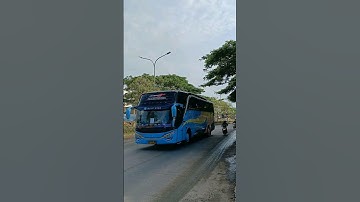 BUS TELOLET❗️BABY SHARK #shorts #short #shortvideo #bus #telolet #basuri #busmania