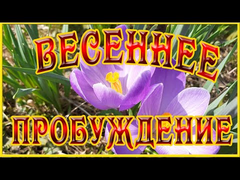 Весна. Весеннее пробуждение природы. Ёж проснулся. Зацвели крокусы