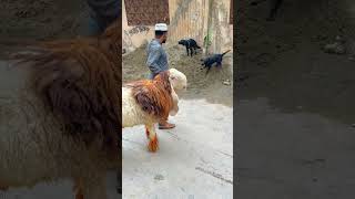 Shero Entry ❤️Dogs Welcome Shero In Street❤️😍