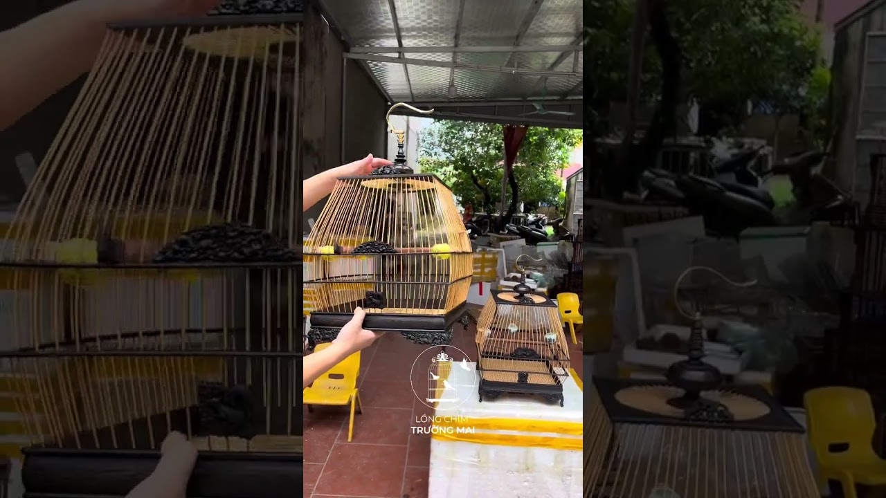 Titok : lồng chim trường mai