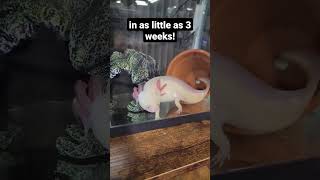 The Axolotl Is An Amazing Animal