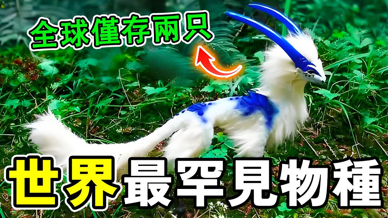 世界最罕見的十大瀕危物種，第一名全球僅存兩只，人類傾盡全力也難以挽回！#世界之最 #动物 #科普 #世界之大