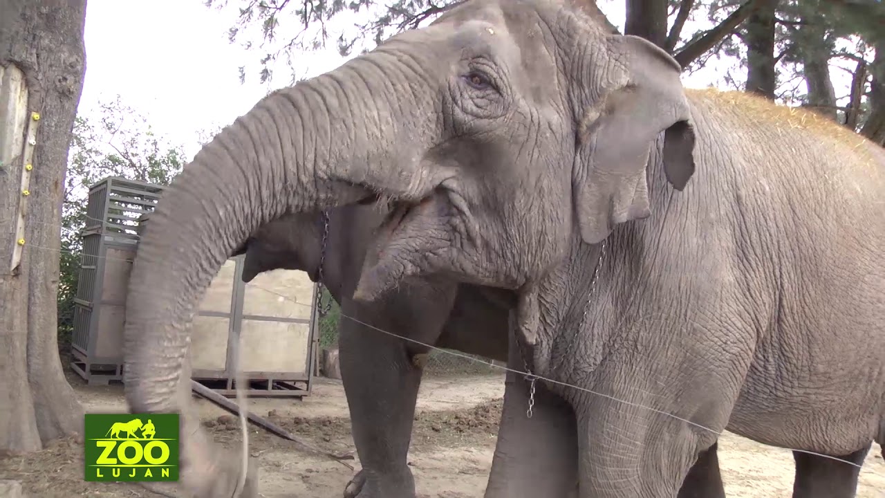 Zoo Lujan TV. PROGRAMA 01