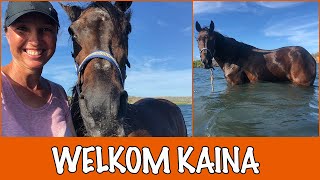 Nieuw paard op de opvang! | DierenpraatTV