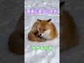 最高に美しい冬毛、キタキツネ#北海道#きつね#狐#キタキツネ#動物#zoo#動物園#動物園の動物#fox#wildlife#キタキツネ牧場#北見市#癒し#かわいい#かわいい動物