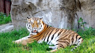 Relaxing Music with Tigers Images screenshot 2