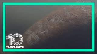 Famous Feds investigating case of Florida manatee found with 'Trump' marked on its back Profile