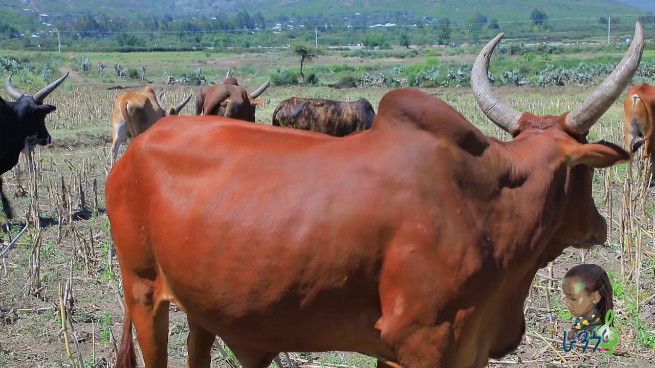 ቁዝምዝምታ ጉማየ (Kuzumzemta)