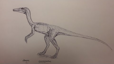 How to draw the compsognathus part 1 (basic)