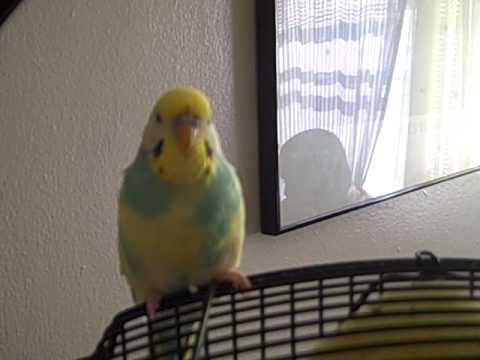 Buttery - the talking parakeet
