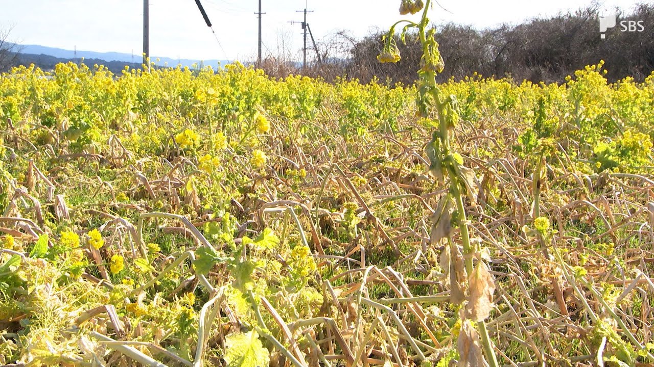 「7、8割枯れてしまっている」いまが見ごろなのに…菜の花畑に異変で地元に嘆き【LIVEしずおか特集】