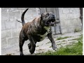 Perros más Peligrosos .Top10 Biggest Guard Dogs in the World  Caucasia, Kangal,Rotweiler,Pitbull