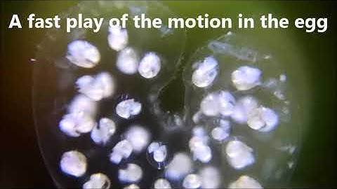 Snail seen with iMicro C