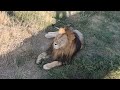 ❤️Львы ПЕРСЕЙ и АСЛАН. Львы тоже умеют ухаживать. #animals #lions #тайган