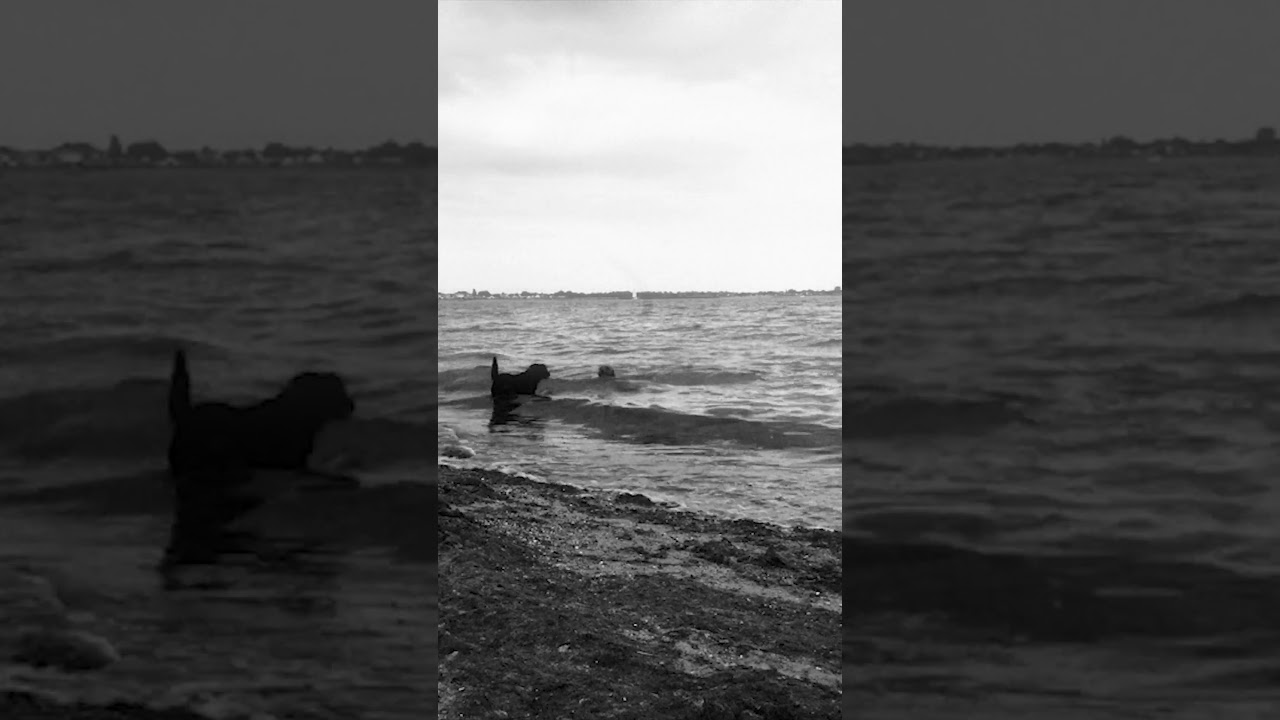 Dog Walk Black And White🐕‍🦺 ┃Sony ZV-E10