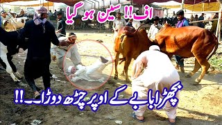 The most rich and beautiful calf of Lahore Shahpur kanjran Mandi , which you really want to see..!!!