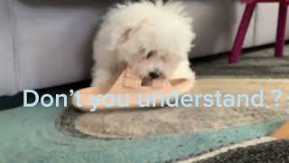 Your not my mother  #dog #bichonfrise #funny #short !