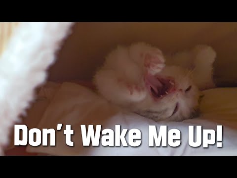 a Kitten&amp;#39;s Defiance that <strong>Doesn</strong>&amp;#39;t Want to Wake up