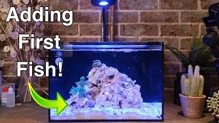 Adding Fish to the Reef Casa Studio 12 (And The Ugly Stage) | Nano Reef Tank Setup Part 4
