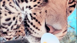 Big Cats Hunt Easter Eggs?