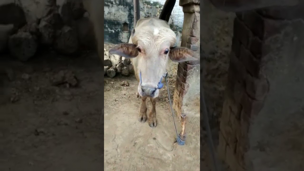 ye Katra Mumbai se aya tha || kimat 1 lakh RS.😂🤣🤣