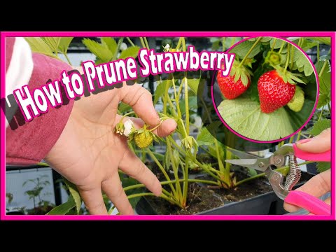 Video: Pag-aalaga Ng Strawberry Pagkatapos Ng Pag-aani: Kung Paano Ito Gamutin Upang Maprotektahan Laban Sa Mga Sakit At Peste? Nangungunang Dressing At Pruning Pagkatapos Ng Fruiting